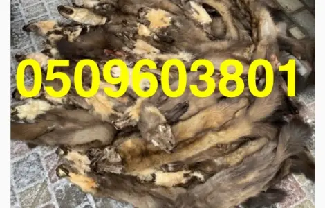 Куница лесная Камянка куплю ДОРОГО