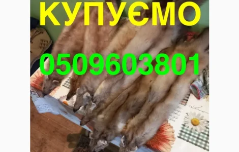 Купуємо ДОРОГО ХУТРО КУНИЦІ мех шкіри куниця