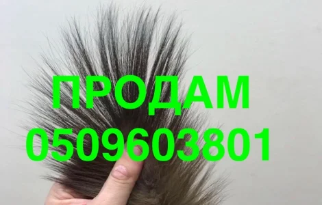 Продам 500 шт хвостів куниці лісової та кам’янки