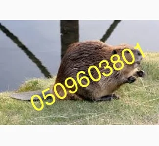 Куплю шкурки бобра, сухие несоленые