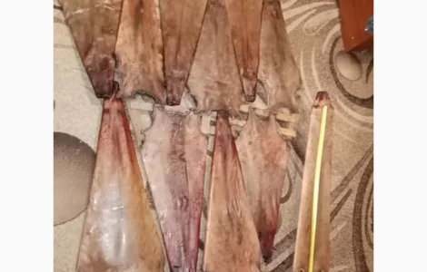 Купуємо сухі шкури бобра несолені