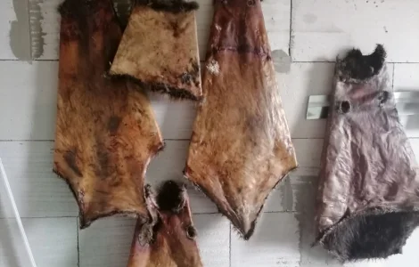 Покупаем мех бобра в сухом виде без жира и мяса