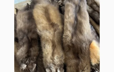 Купую куницю за гарною ціною в Рівному