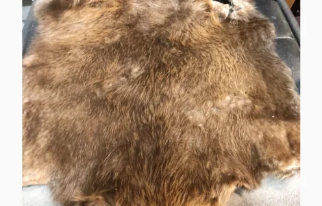 Покупаем дорогое сухое не соленое мехо бобра в Сарнах