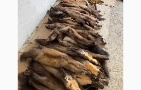 Покупаем качественное хутро куницы и другие шкурки