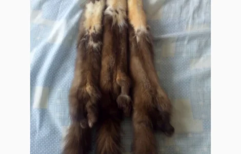 Закупаем дорогое меховое сырьё куницы