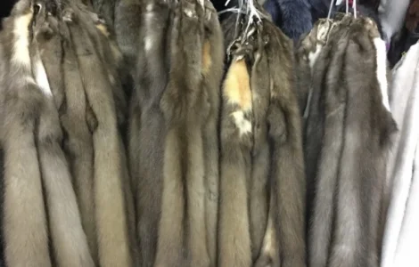 Куплю шкури куницы и бобра по высокой цене