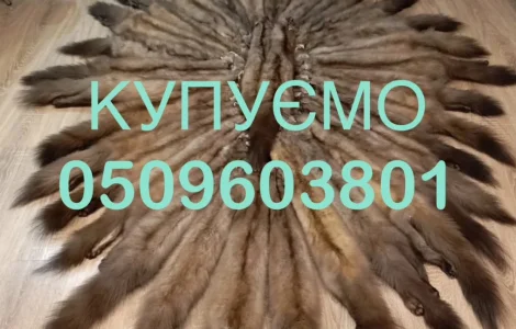 Куплю шкуры куницы и бобра в Житомире