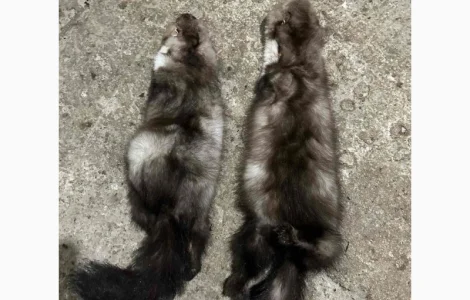 Куплю шкури куниці хутро мех