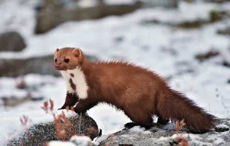 Куплю хутро куницы и другие меха по высокой цене