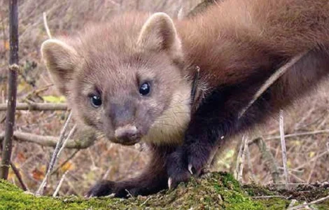 Куплю шкурки куницы