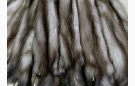 Купуємо шкури куниці та інших тварин