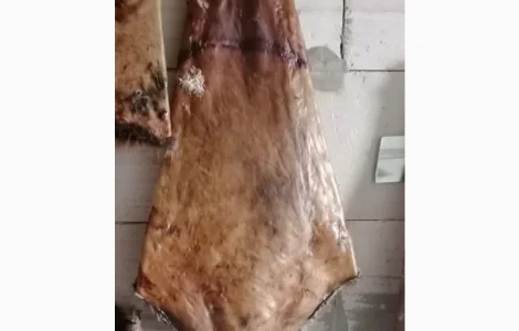 Закупка хутра бобра