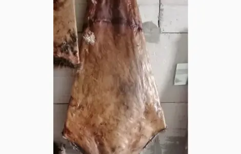 Закупка хутра бобра
