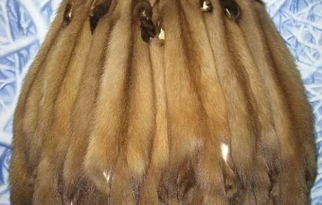 Покупаем мех куницы