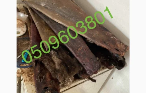 Купую сухі шкури бобра по всій Україні