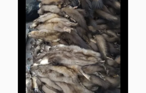 Куплю шкурки куницы и бобра дорого