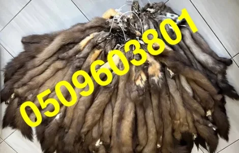 Купуємо шкіри куниці дорого у Чернігові