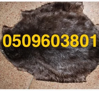 Купуємо сухі не солені шкіри бобра по всій Україні