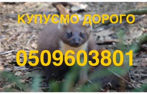 Купуємо шкурки куниці та хутро за найвищими цінами
