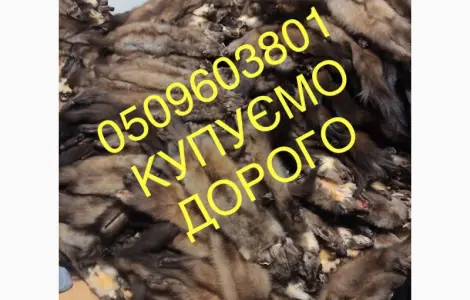 Шкуры куницы покупаем дорого куница