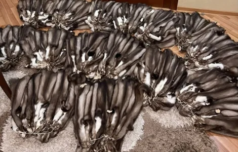 Шкіри куниці вичинені/мех/хутро