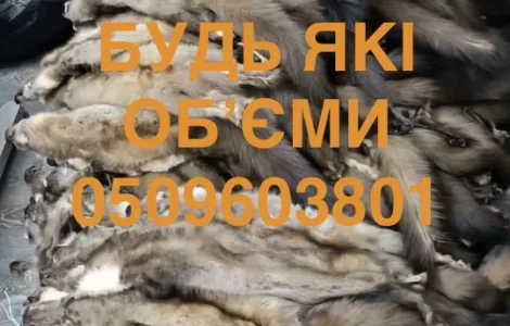 Купуємо шкури куниці дорого