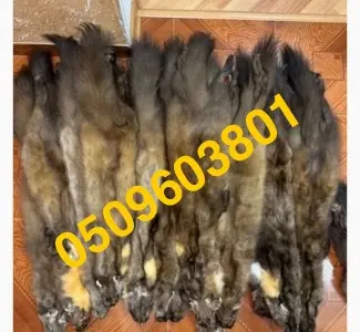Куплю шкуры куницы