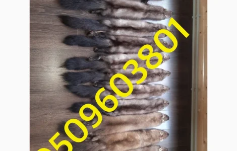 Купую шкури куниці та інше дорого