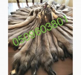 Куниця вичинена