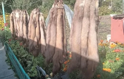 Купуємо шкіри куниці лісової ДОРОГО