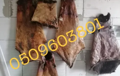 Покупаем не соленые сухие шкуры бобра ДОРОГО
