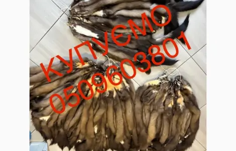 Купимо найдорожче шкіри куниці будь які обʼєми