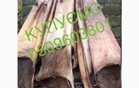 Покупаем дорого сухие шкуры бобра
