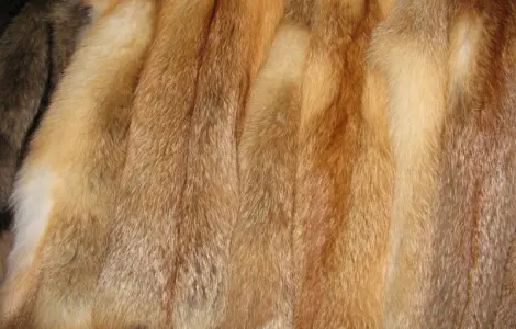 Продам шкуры лисицы выделанные