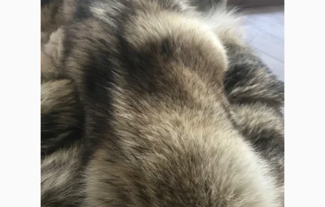 Продам шкуру волка выделанную