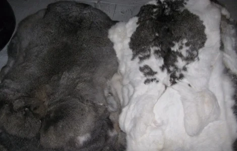 Шкурки кроля выделанные