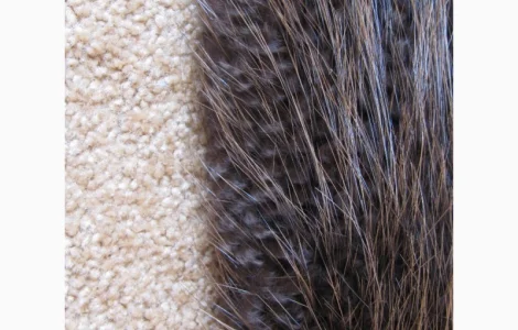 Продам шкуры бобра