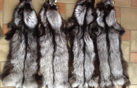 Чернобурка.Шкуры чернобурки