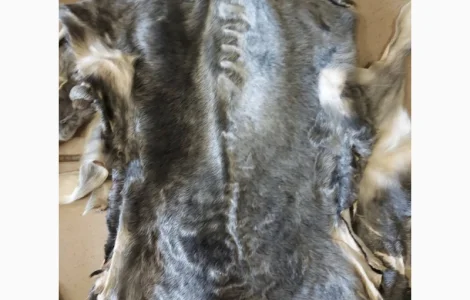 Продам шкіри каракульчі