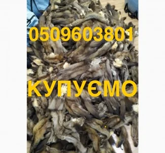 Покупаем дорого шкурки и меха в Житомире