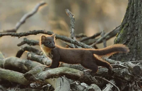 Куплю куницу и другое меховое сырье дорого