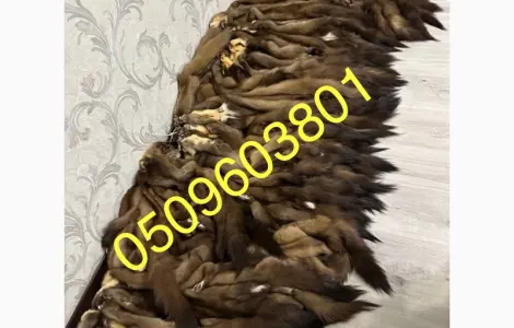 Покупаем шкуры куницы