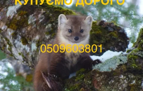 Покупаем шкурки и мех куницы дорого