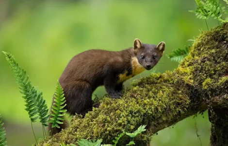 Купуємо куницю – висока ціна за хутро