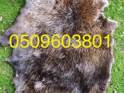 Куплю сухие не соленые шкурки бобра по всей Украине