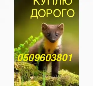 Покупаем ДОРОГО куницу лесную и каменку