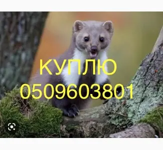 Покупаем дорого шкуры куницы НАИВЫСШИЕ ЦЕНЫ