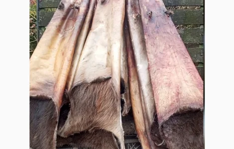 Куплю шкури бобра по самой высокой цене