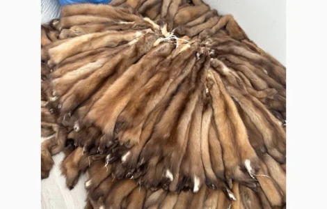 Куплю шкурки куницы